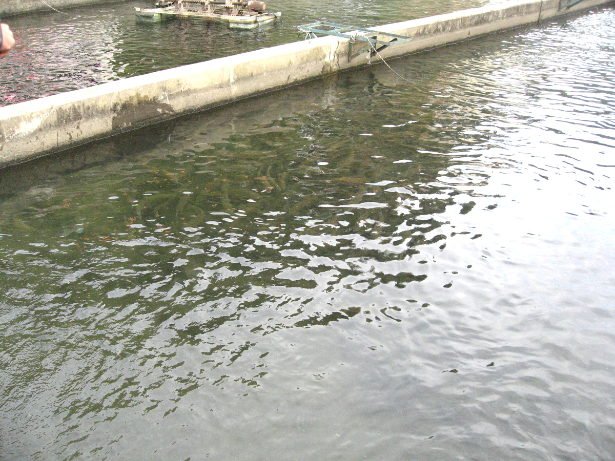 愛知県淡水養殖漁業協同組合
